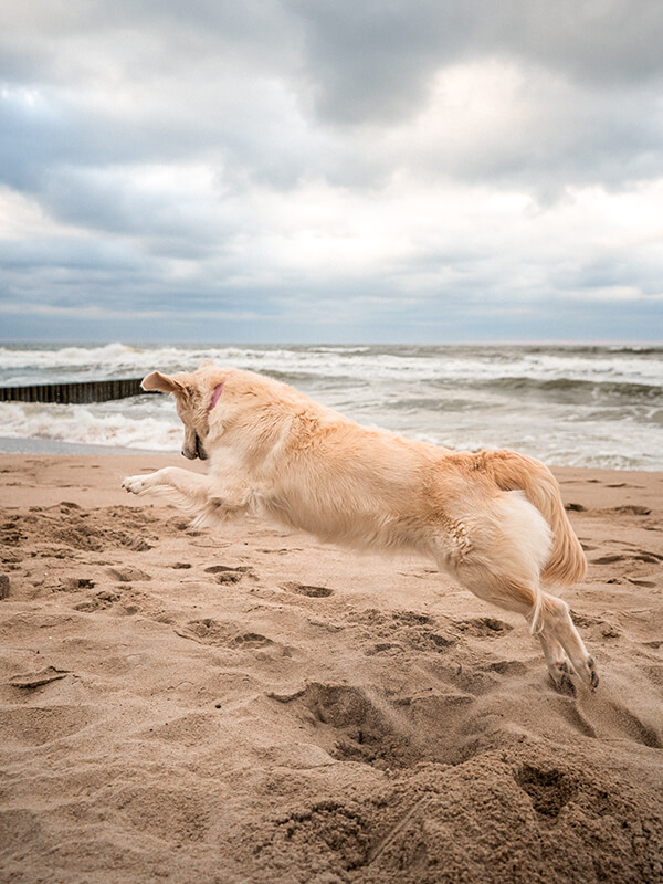 Dog-friendly apartments in Travemünde