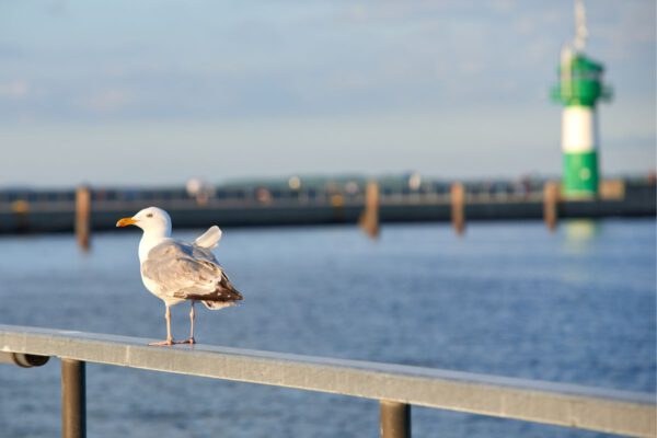 Holiday in Travemünde - Seagull